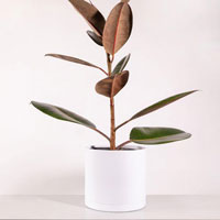 فیکوس آلاستیکا بلک