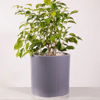 بنجامین ابلق