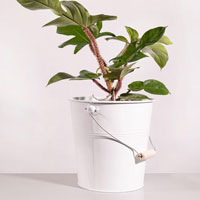 فیلندرون مخملی