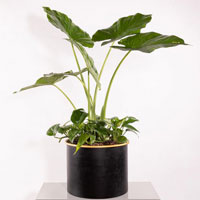 بابا آدم تنه قرمز