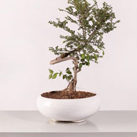 بنسای نارون