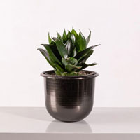 دراسینا کامپکت