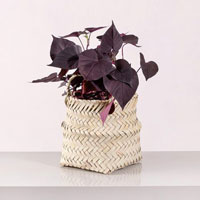 اپومیا یا پتوس بلک