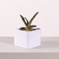 گاستریا پوست ماری